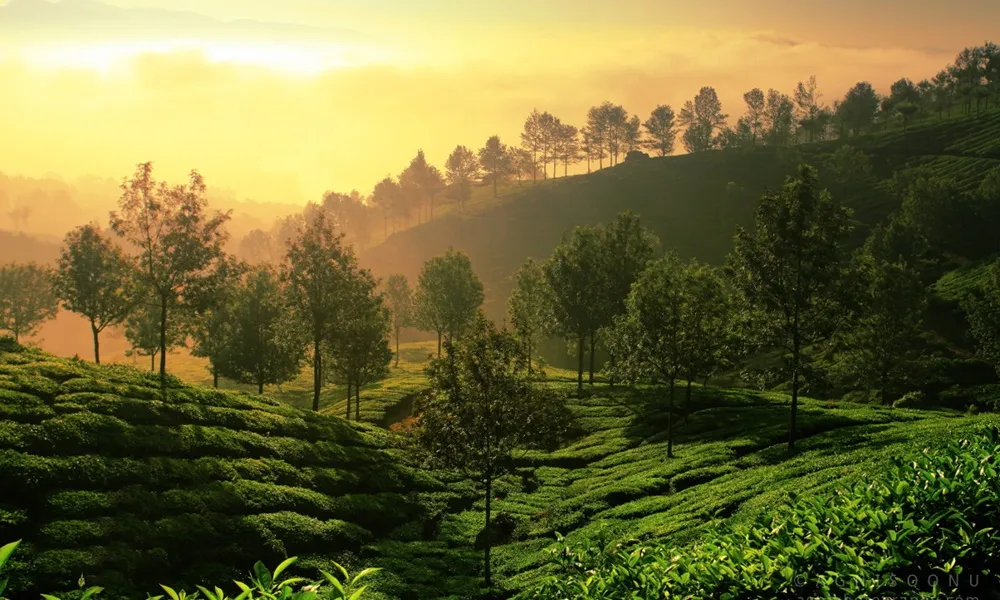 Summer in misty Munnar tea plantations